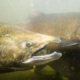 Close-up of a brownish fish with its mouth wide open, underwater among other fish in murky water.