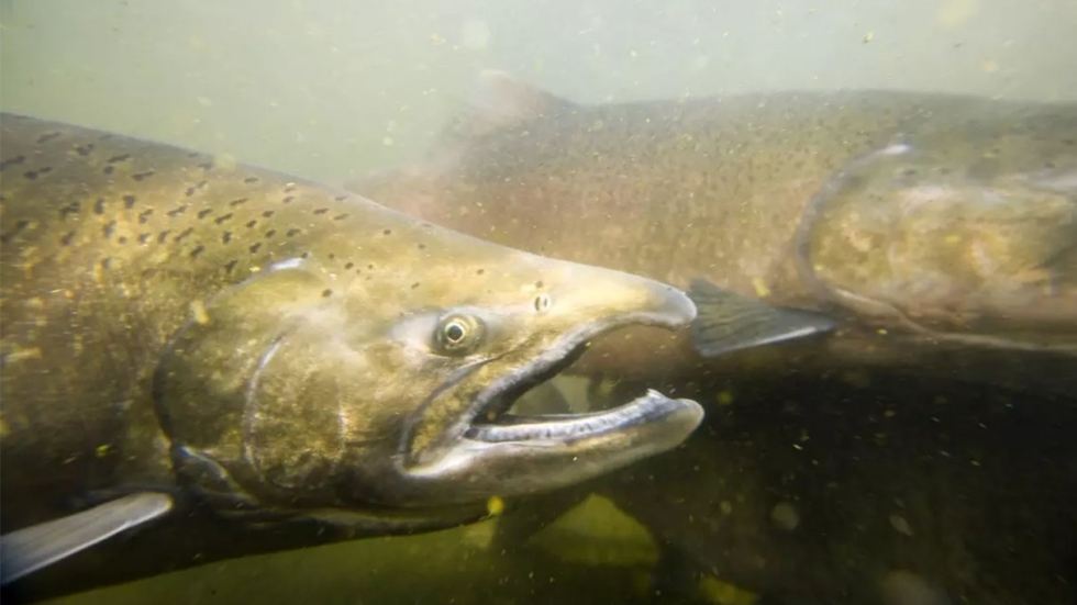 Close-up of a brownish fish with its mouth wide open, underwater among other fish in murky water.