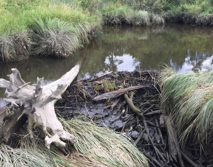 Beaver dam of sticks and reeds across a muddy waterway, with grassy banks and a fallen white log in the foreground.