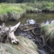 Beaver dam of sticks and reeds across a muddy waterway, with grassy banks and a fallen white log in the foreground.