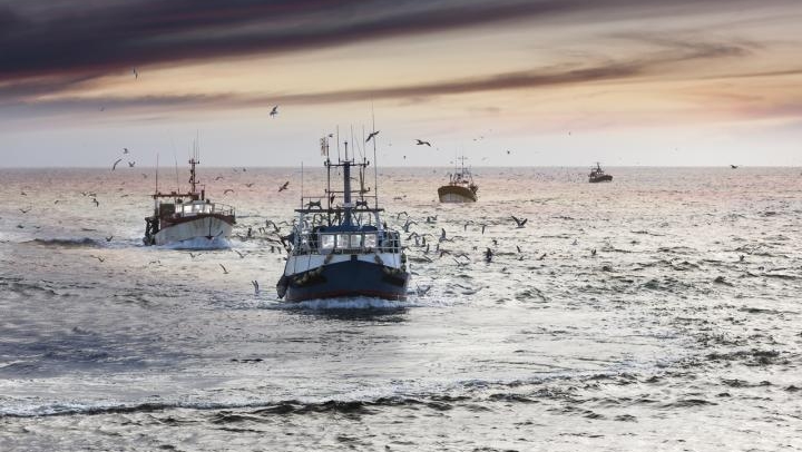 Fishing boats sail toward the camera on a calm sea at sunset, with a flock of seagulls overhead and a warm sky on the horizon.