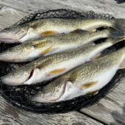 Several walleye fish on a black mesh net resting on a weathered wooden dock surface, ready for cleaning.