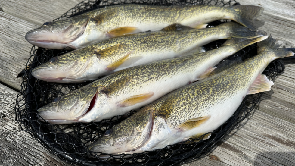 Several walleye fish on a black mesh net resting on a weathered wooden dock surface, ready for cleaning.