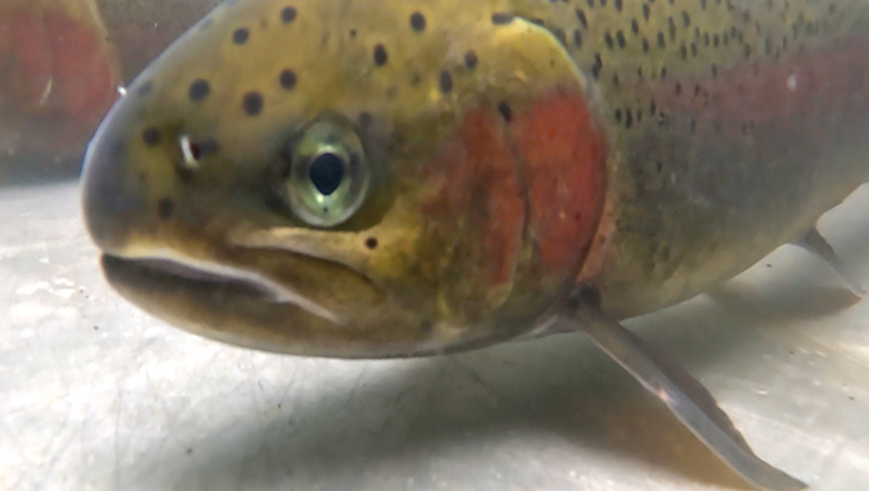 Close-up of a trout in an aquarium: yellow-green body with black spots and a bright red throat patch, facing left