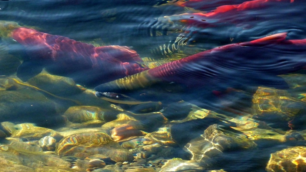 Two colorful koi fish swimming beneath clear water over a rocky riverbed.