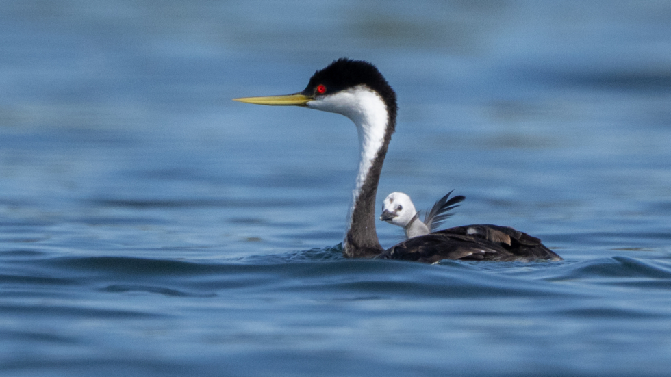 A bird an a chick sitting on its back in the water.